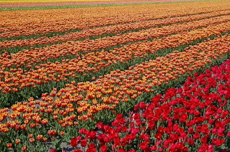Oregon flower farming - Oregon's Flower Farm Boom: How CA Migrants Are Reshaping Rural Markets