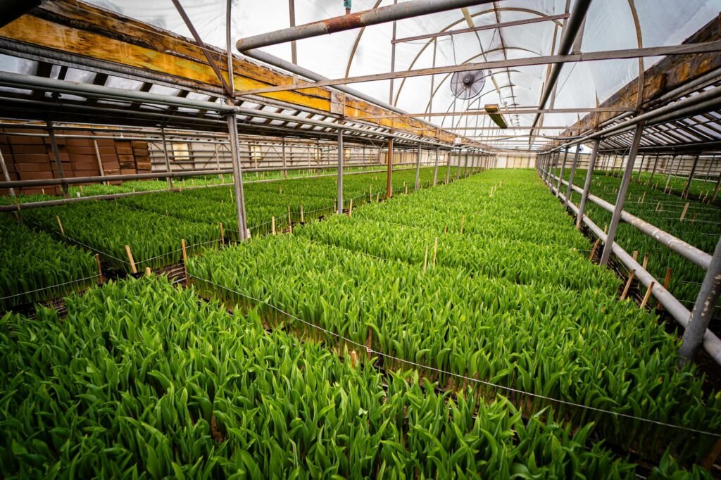 Oregon's Flower Farm Boom: How CA Migrants Are Reshaping Rural Markets